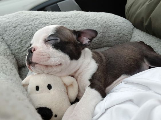 Boston Terrier puppy sleeping on its bed with its head resting on top of a stuffed toy