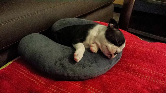 Boston Terrier sleeping on a neck pillow