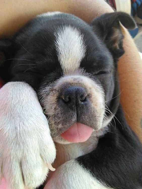 Boston Terrier sleeping with its tongue slightly sticking out