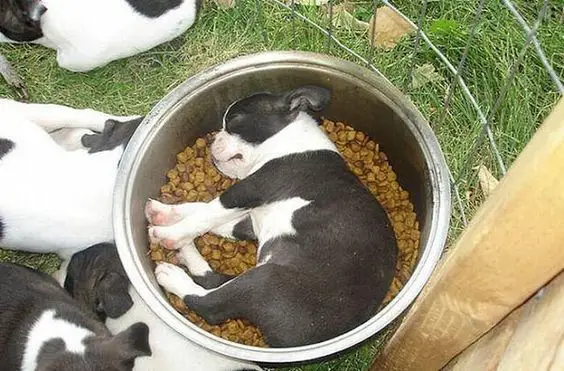 Boston Terrier sleeping inside a container full of dog food