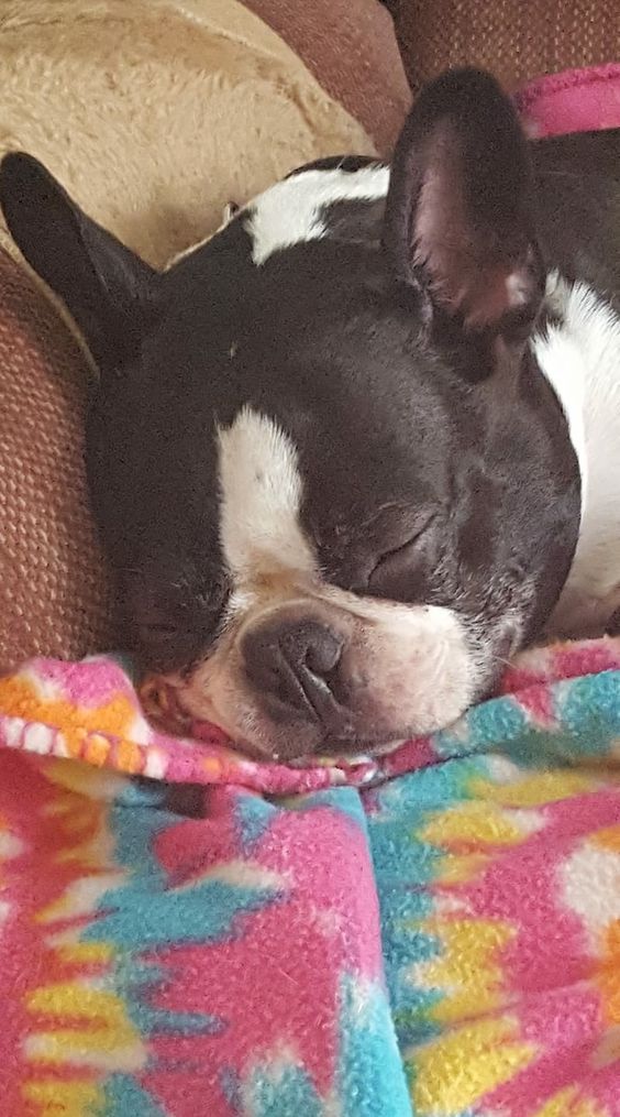 Boston Terrier sleeping on the couch in a colorful blanket