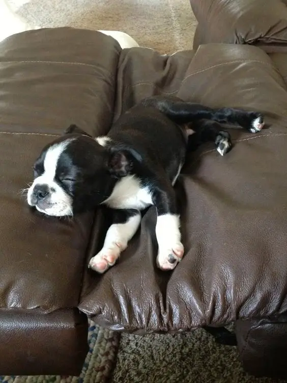 Boston Terrier puppy soundly sleeping on the couch