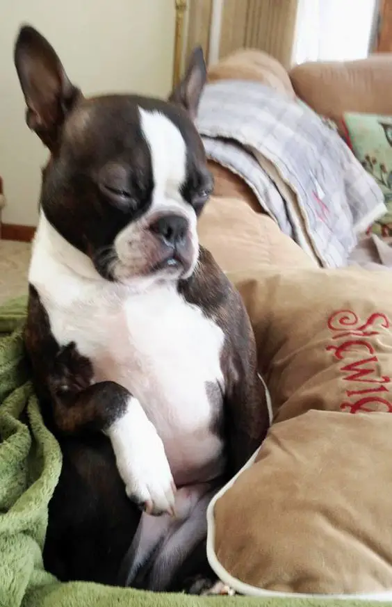 sleeping Boston Terrier while sitting
