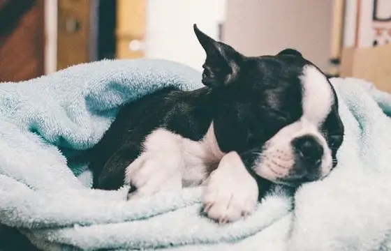 Does Your Boston Terrier Sleep In Bed With You? We Show