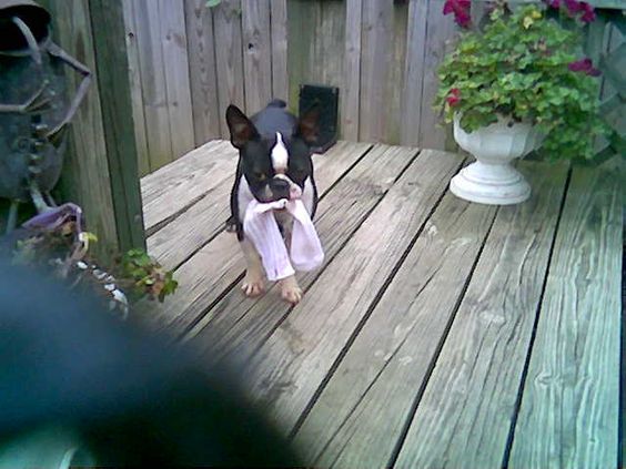 Boston Terrier with a sock in its mouth