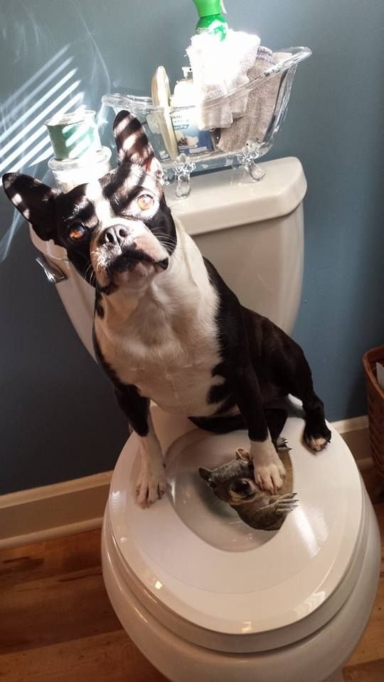 Boston Terrier sitting on top of the toilet