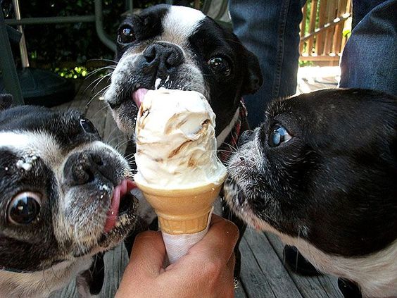 three Boston Terrier licking an icecream