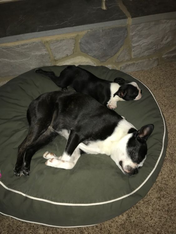 Boston Terrier adult and puppy sleeping on its bed