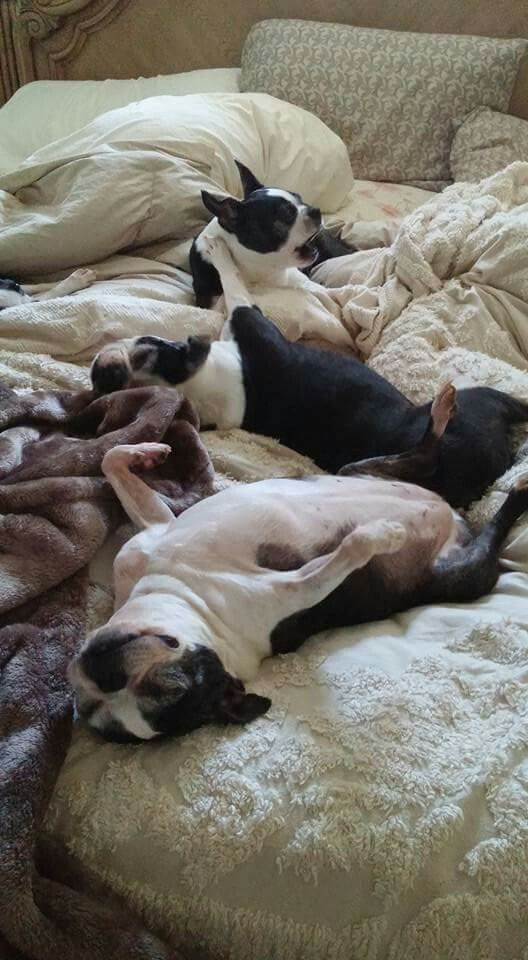 three Boston Terriers sleeping on the bed