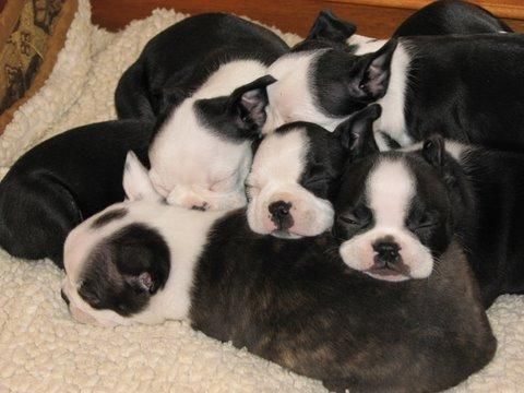 Boston Terrier puppies sleeping on top of each other in their bed