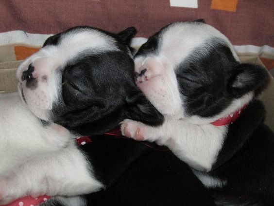 Boston Terrier puppies sleeping on the bed
