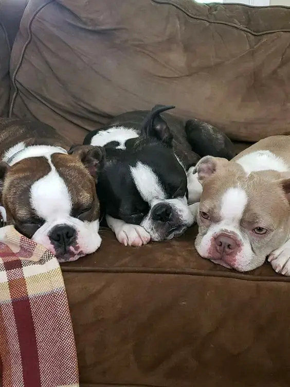 three Boston Terrier sleeping on the couch