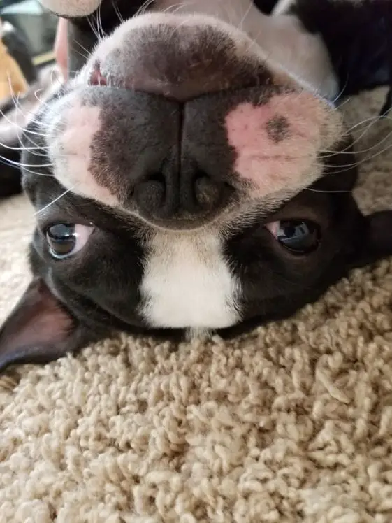 upside down boston terrier face