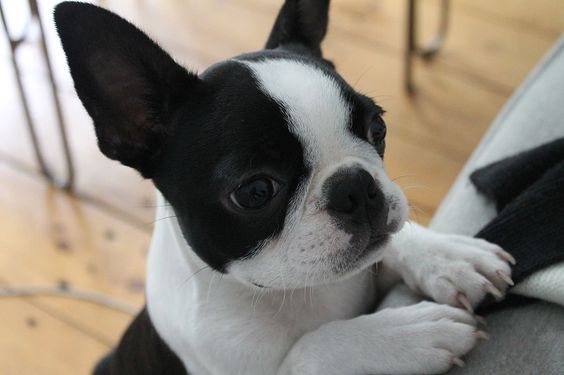 Boston Terrier standing up against the couch with its begging face
