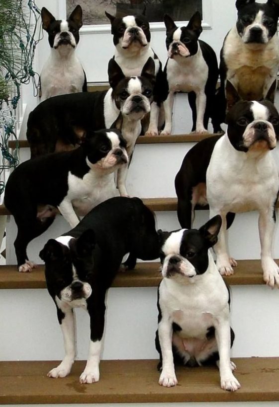 boston terrier gang