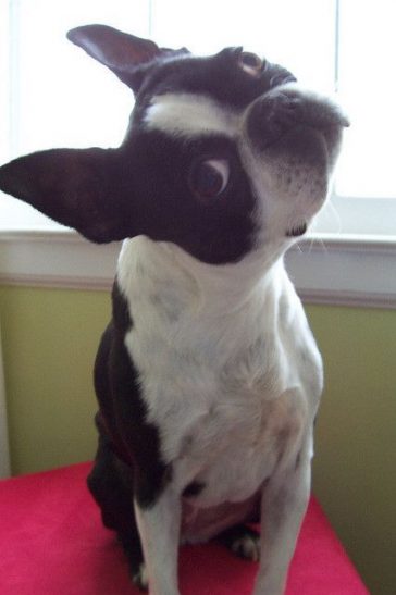 boston terrier head tilt