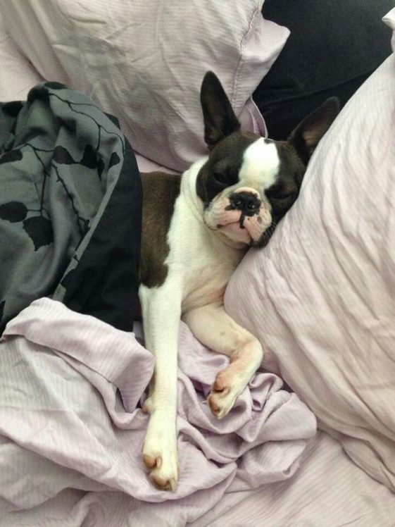 sleeping boston terrier