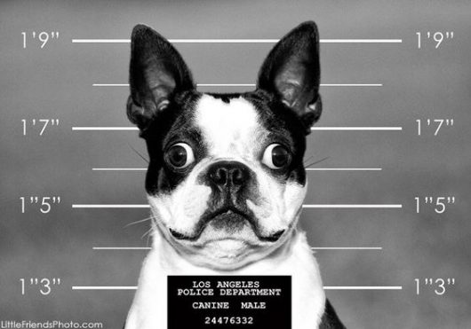 boston terrier mug shot