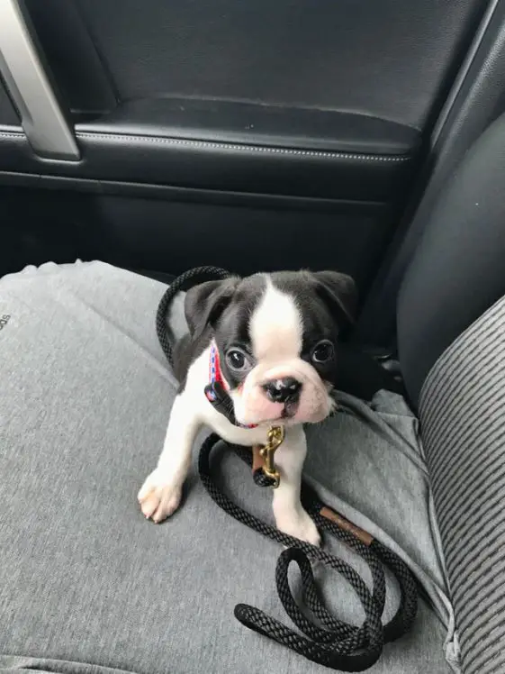 boston terrier in the car