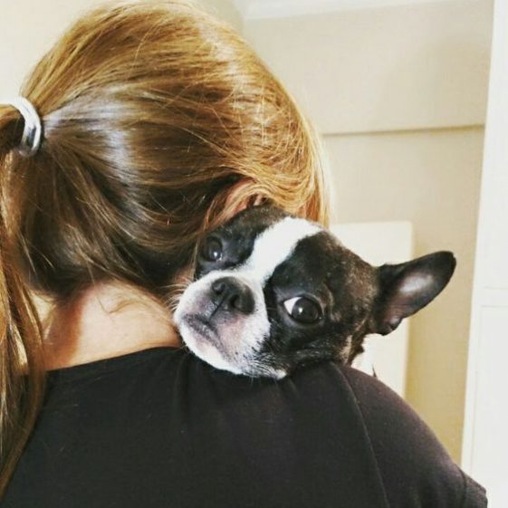 hugging boston terrier