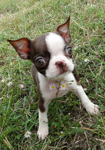 Boston Terrier puppy in the green grass with wildflowers