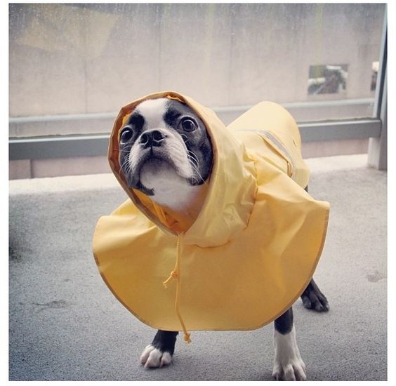 Boston Terrier wearing a cute yellow raincoat