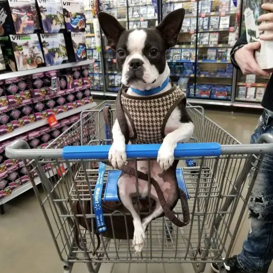 boston terrier in a push cart