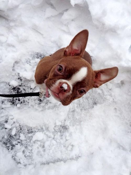 Boston Terrier sitting in snow while looking up