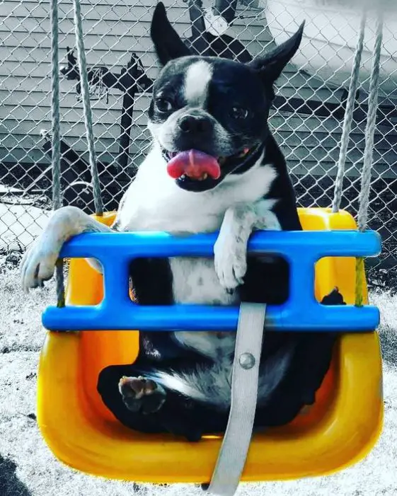 boston terrier in a swing
