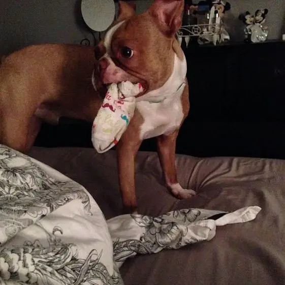 boston terrier stealing socks