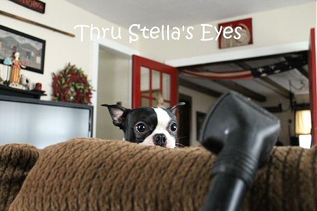 Boston Terrier in the couch while looking at the vacuum