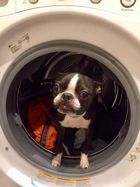 boston terrier in a washing machine