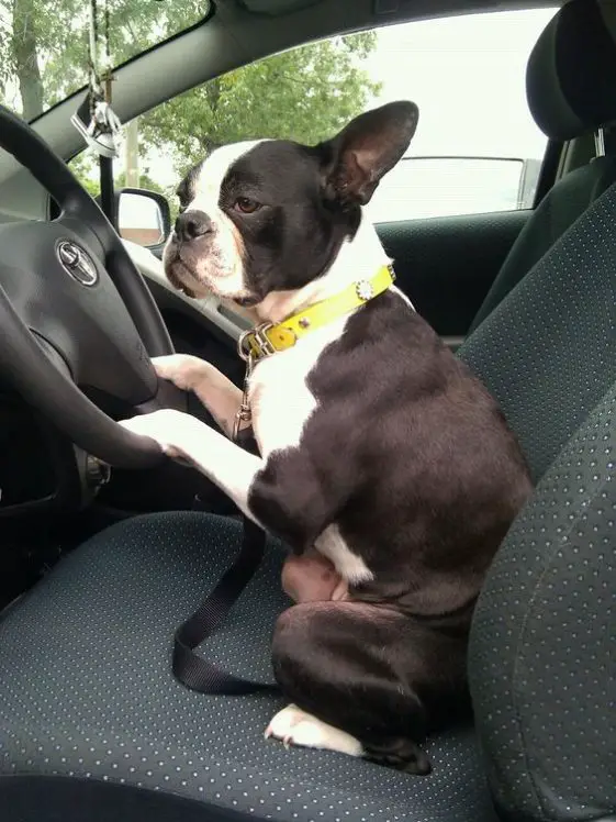 boston terrier driving