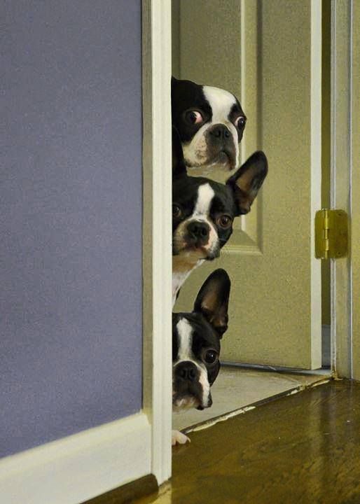 boston terrier spies