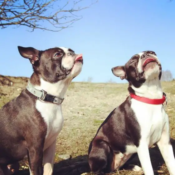 two boston terriers with their tongue out