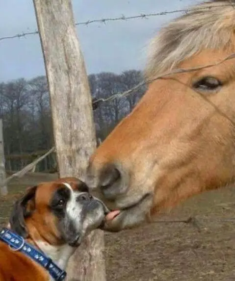 horse kissing or looking a boxer dog