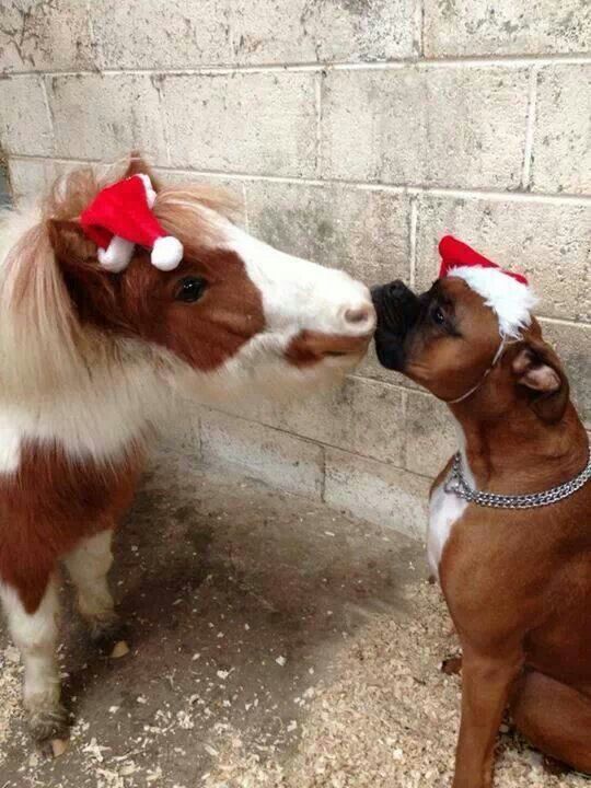 boxer dog and a horse donkey