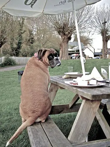 Boxer sitting on a wooden table outdoors