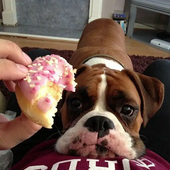Boxer dog with its face on its owners belly while looking at a donut