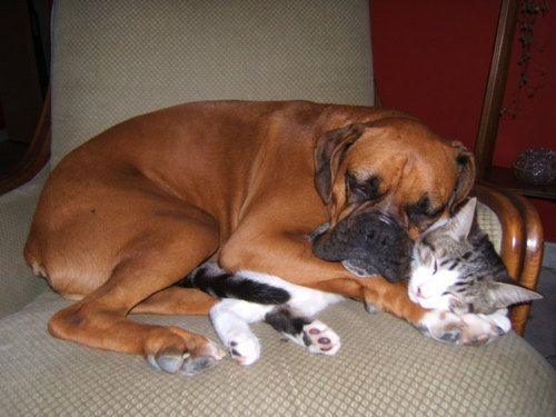 boxer dog sleeping with a cat