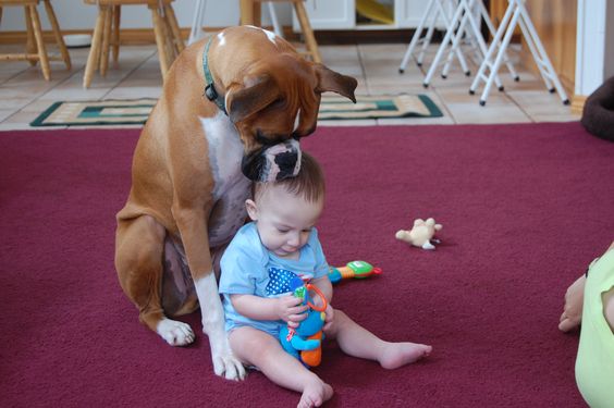 Boxer dog sitting behind the kid