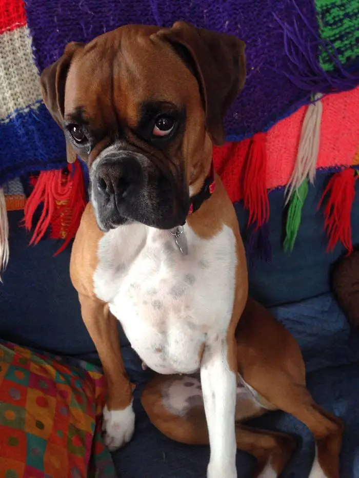 Boxer dog sitting on a couch while showing its begging face