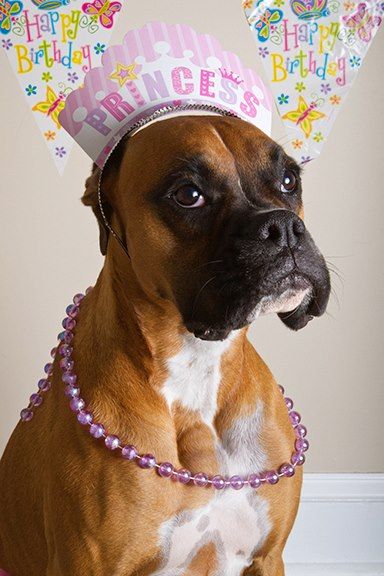 Boxer dog on a birthday party wearing a pink princess crown headband and necklace