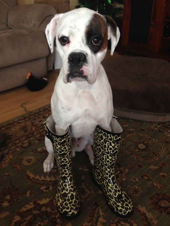 Boxer Dog sitting on the carpet while wearing leopard printed boots