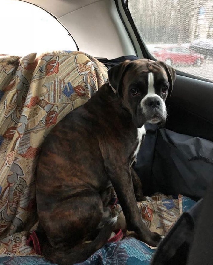 Boxer Dog sitting in the backseat with its sad face