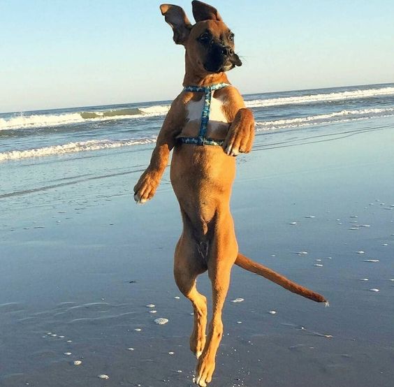 Boxer dog dancing at the beach