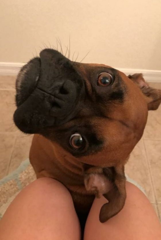 boxer dog tilt head