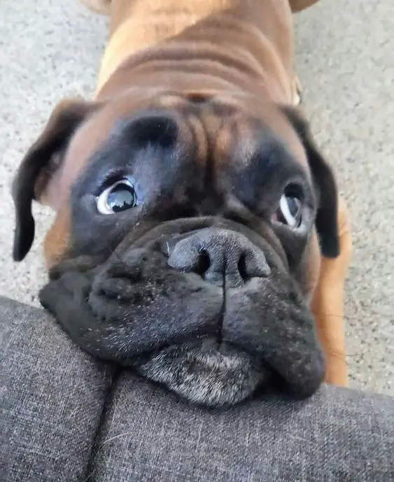 Boxer dog with its begging face on the couch