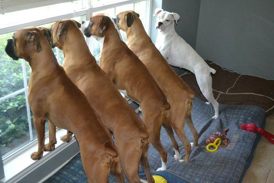 Boxer dogs waiting looking out the window