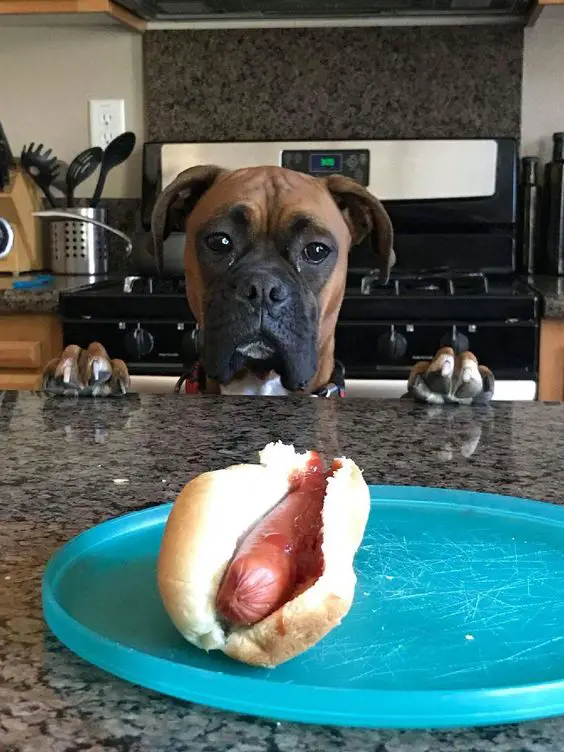 Boxer Dog staring at the hot dog bun on the table with its begging face